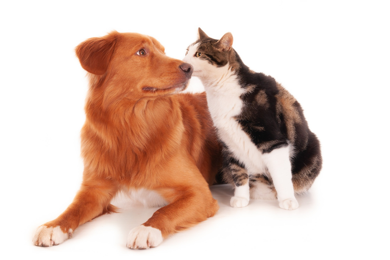 dog and cat smelling each other