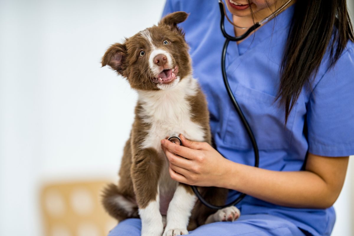 Veterinarian Examining a Dog