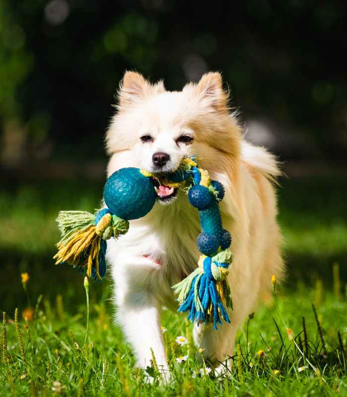 A Dog Running in the Grass with a Toy