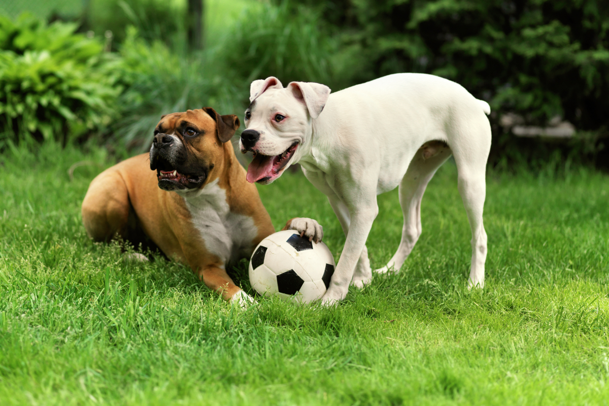 Dogs Playing with Ball