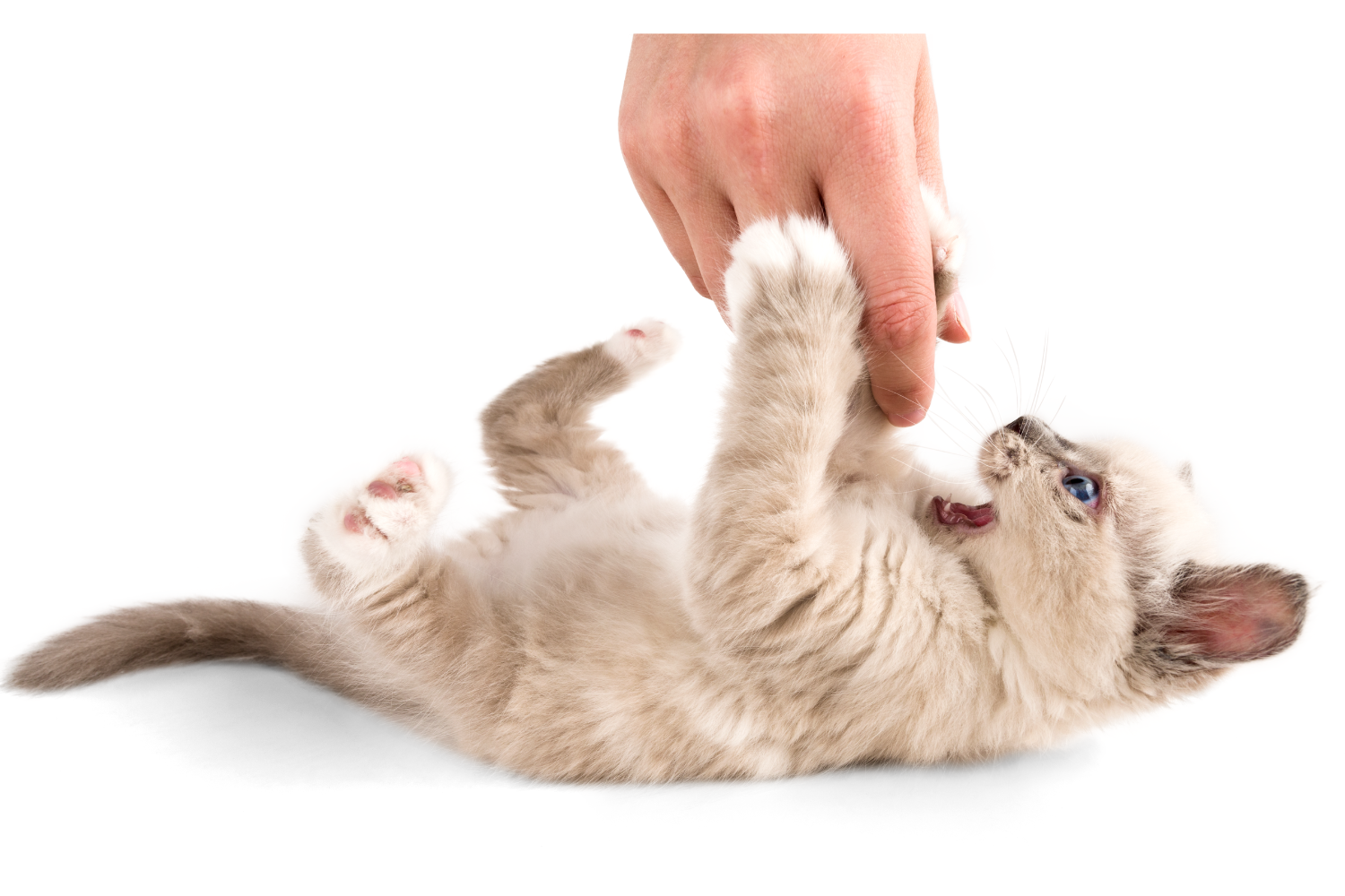 Person Playing with Kitten