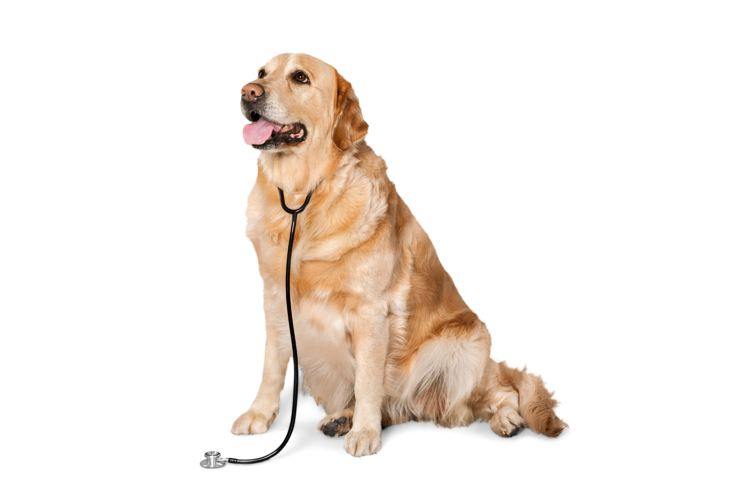 A Dog with Stethoscope