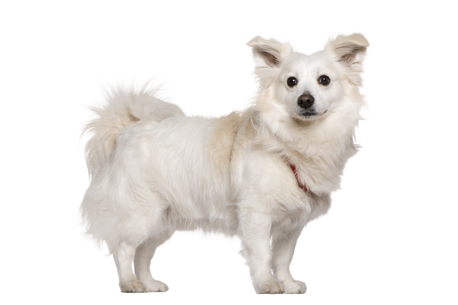 A White Furry Dog
