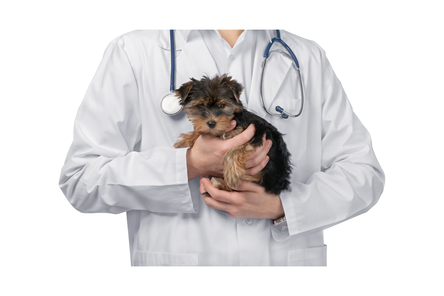Veterinarian Holding a Puppy