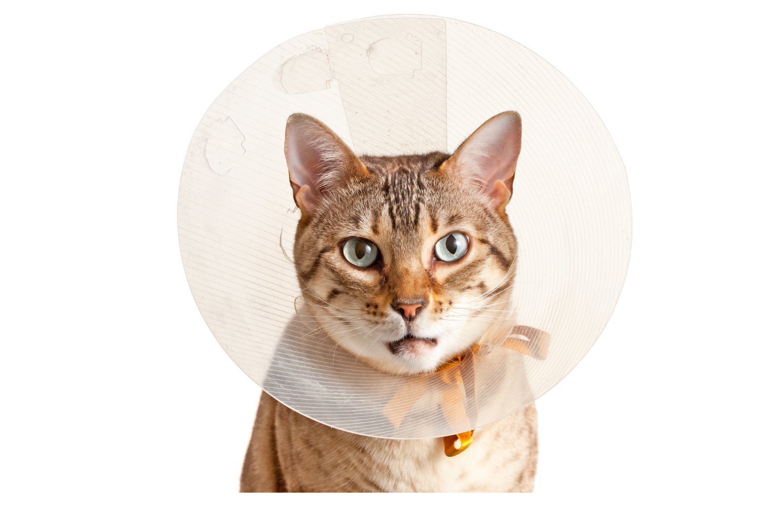 Cat with E- Collar
