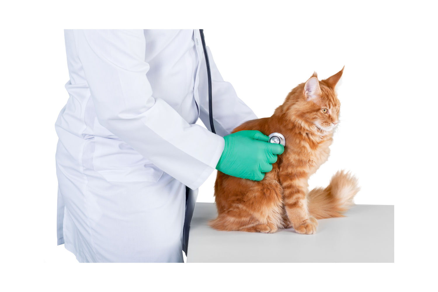 Veterianrian Examining a Cat