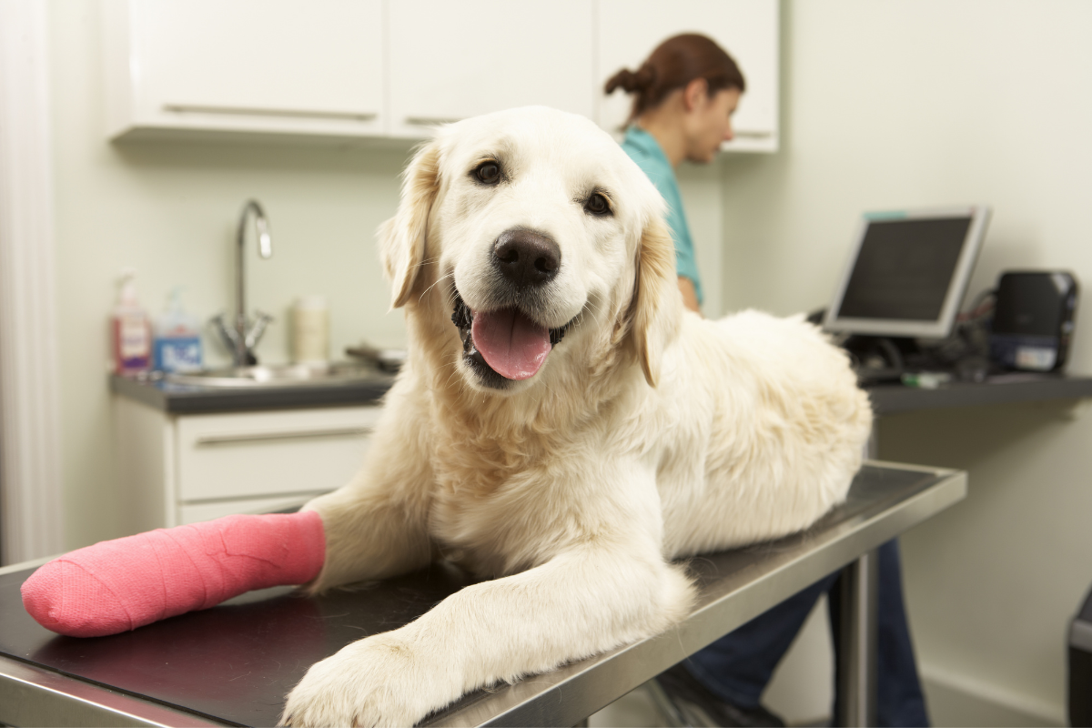 A Dog with Cast on its Leg