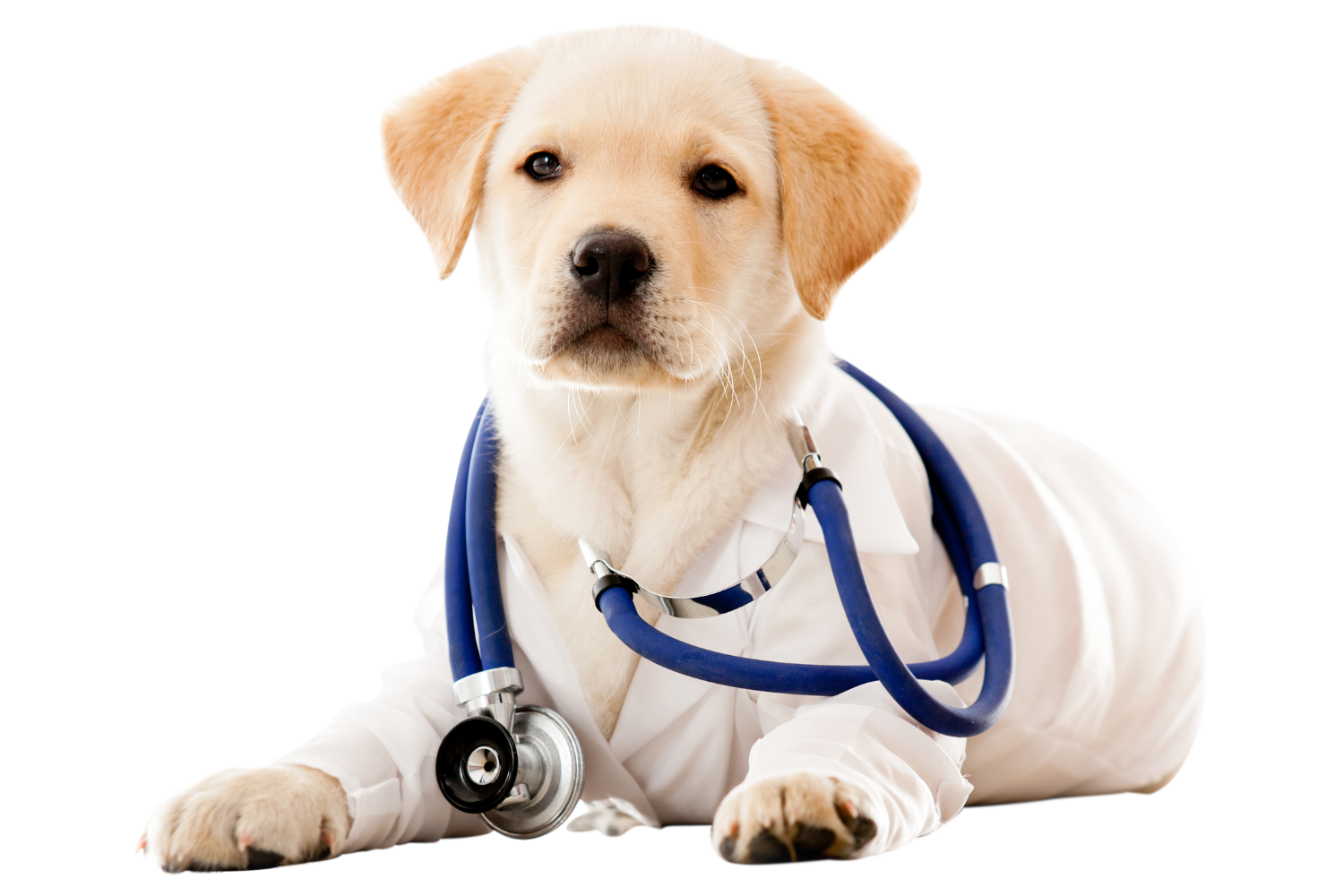 A Dog Wearing a Stethoscope Around its Neck