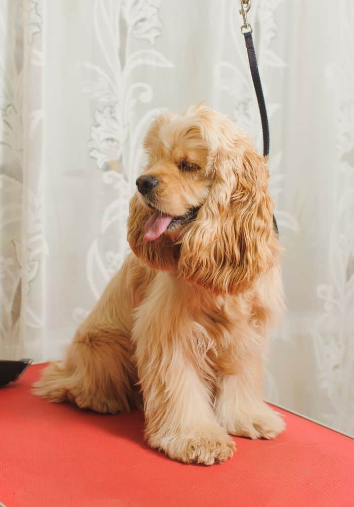 Pet grooming A dog sitting on grooming table