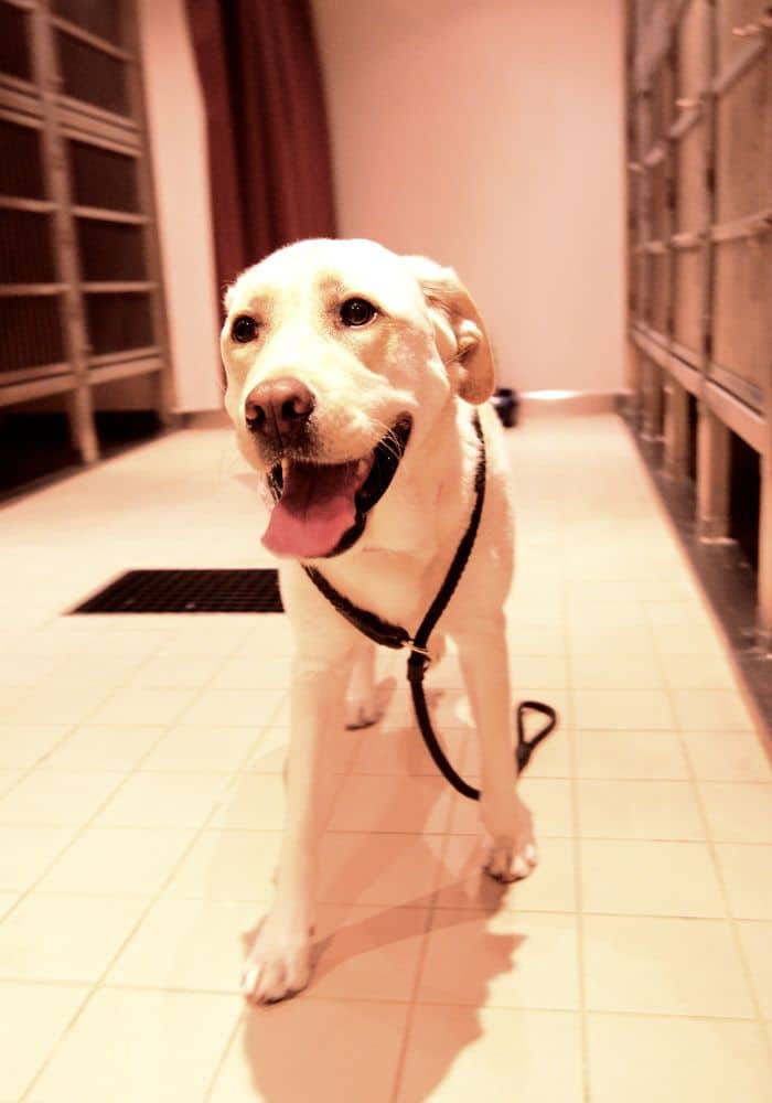 Pet Boarding Dog in boarding room