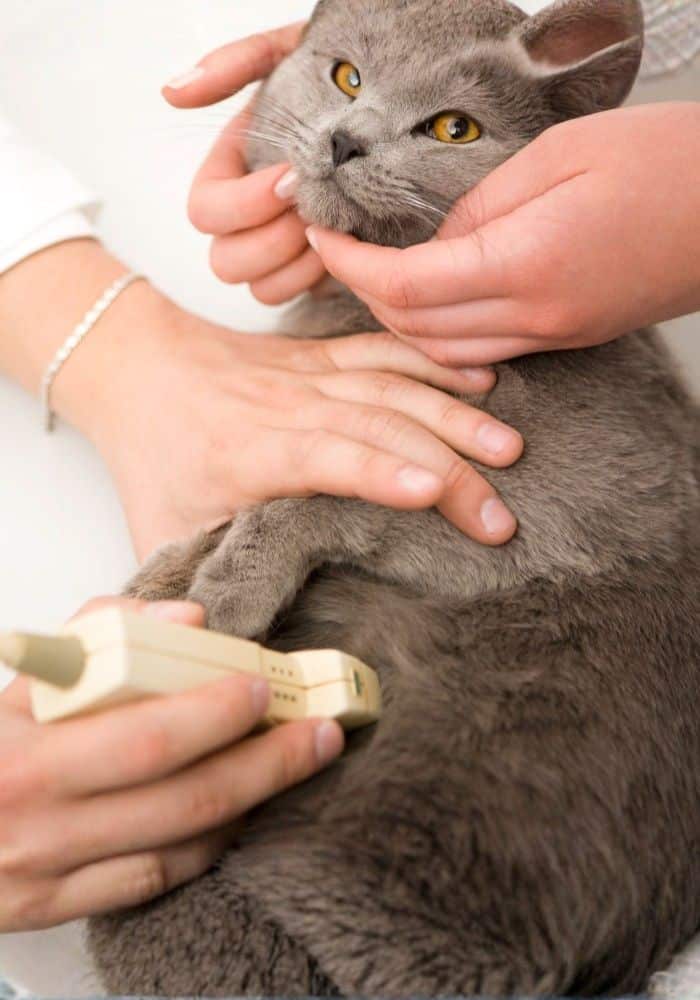Pet Internal Medicine Cat ultrasound test