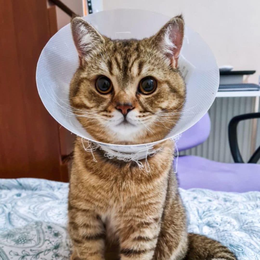 Cat with veterinary plastic cone