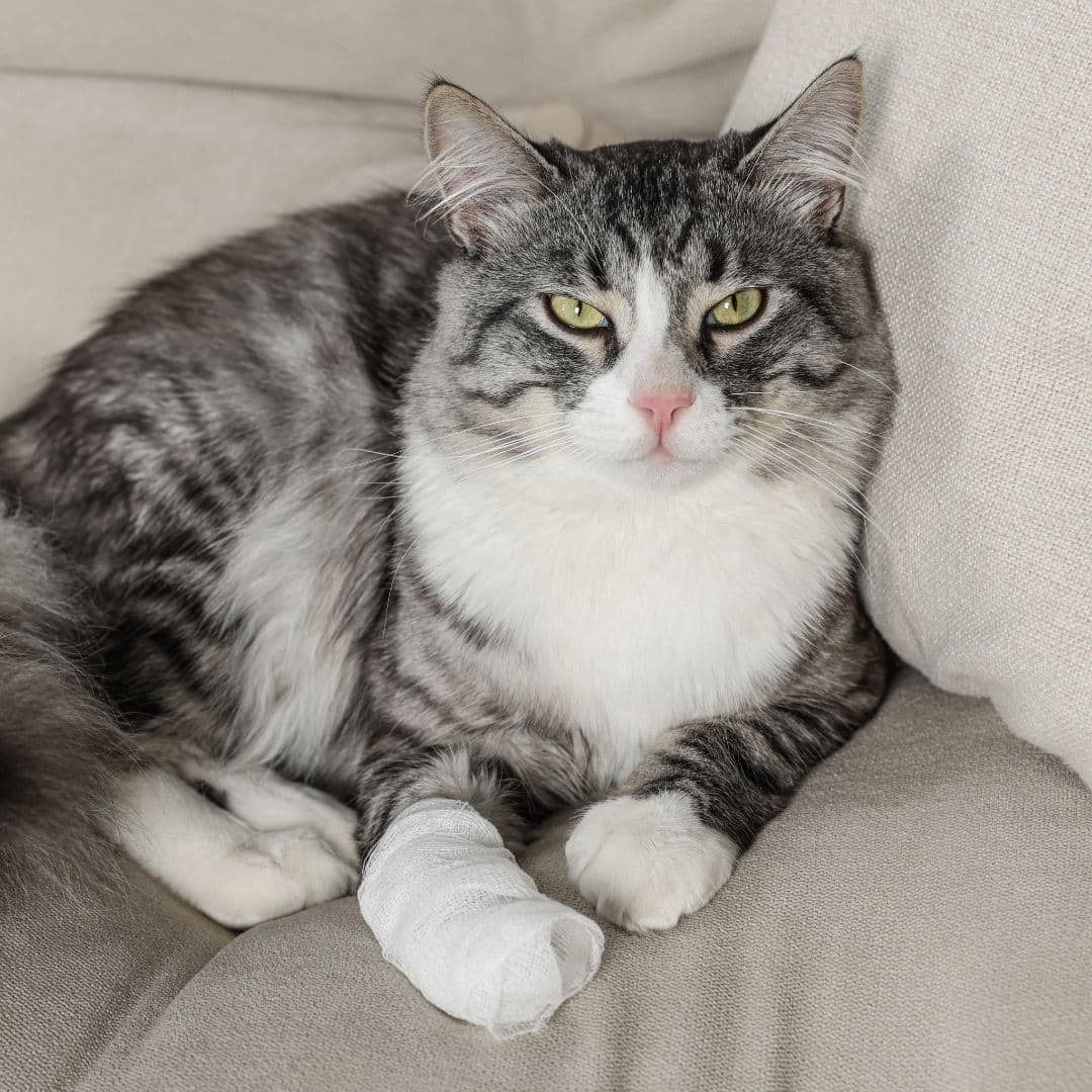 Cute cat with Paw wrapped in medical bandage