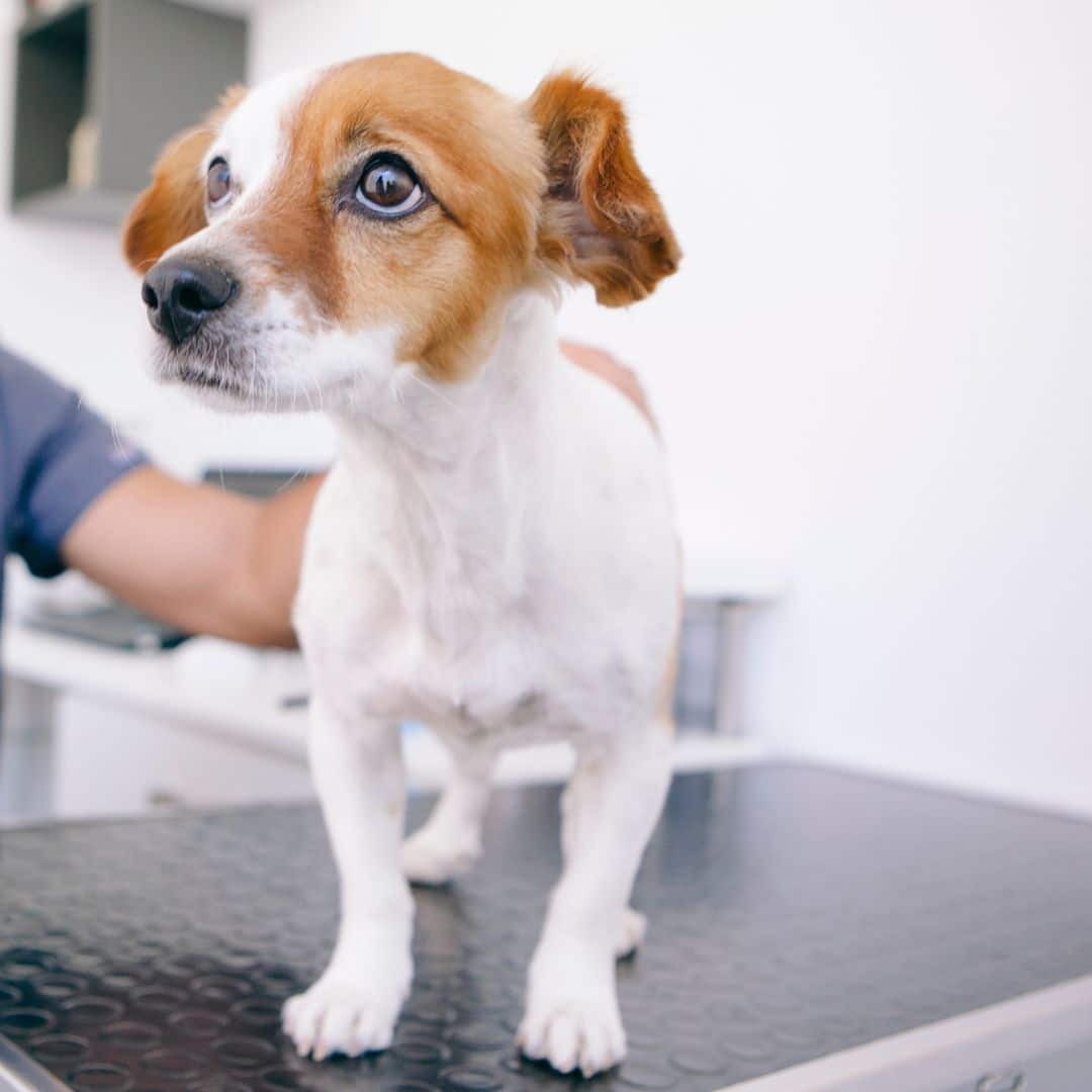 A vet examines a dog