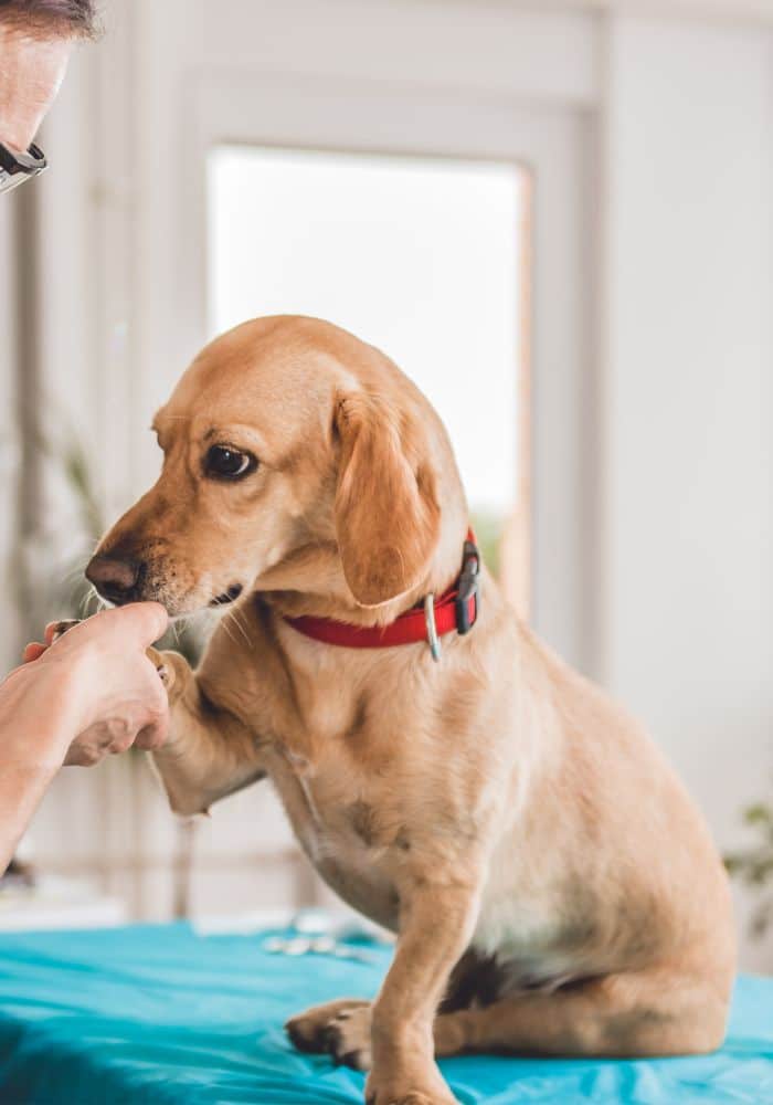 veterinarian checking a dog
