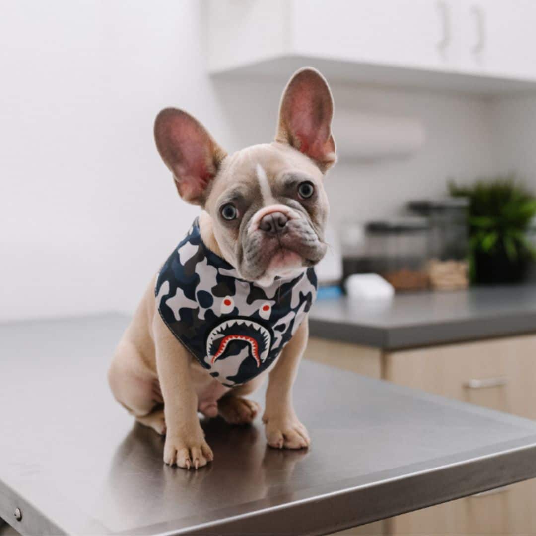 A bulldog sitting on a table
