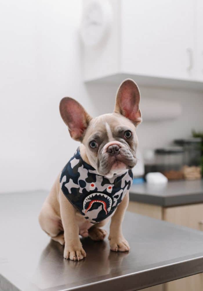 Urgent Pet Care A bulldog sitting on a table