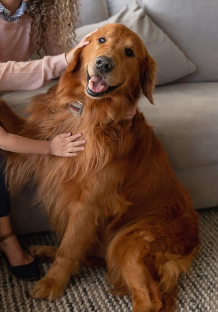 pet home visits A woman and a young girl interacting with a dog